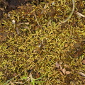 Scleropodium touretii (Ru fedtmos)