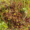 Sphagnum warnstorfii (Blygrå tørvemos)