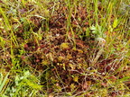 Sphagnum warnstorfii (Blygrå tørvemos)