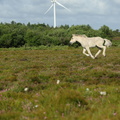 Græsning, Naturpleje med heste i Lønborg Hede