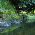 Sten med mos i vandløb ved Gødstrup Sø