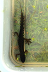 Lille Vandsalamander (Lissotriton vulgaris) - han i parringsdragt