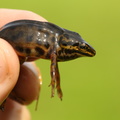 Lille Vandsalamander (Lissotriton vulgaris) - han i parringsdragt