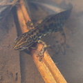 Lille Vandsalamander (Lissotriton vulgaris)