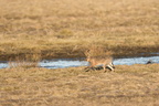 Hare (Lepus europaeus)