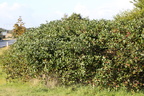 Aronia melanocarpa (Sortfrugtet surbær)