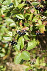 Aronia melanocarpa (Sortfrugtet surbær)