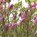 Magnolia (Magnolie)