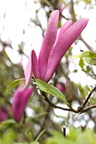 Magnolia (Magnolie)