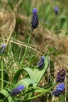 Muscari latifolium (Bredbladet perlehyacint)
