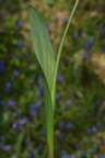 Muscari latifolium (Bredbladet perlehyacint)