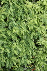 Robinia pseudoacacia (Almindelig Robinie, Uægte Akasie)