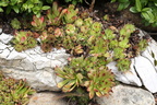 Sempervivum tectorum (Almindelig husløg)