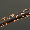 Almindelig cinnobersvamp (Nectria cinnabarina)