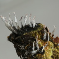 Grenet Stødsvamp (Xylaria hypoxylon)