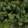Harreskov Plantage - nåletræer