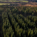 Præstbjerg Plantage - nåletræer