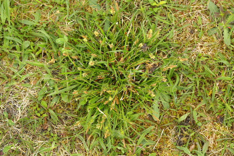 Carex demissa_Groen star_26052017_Randboel_Hede_001.jpg