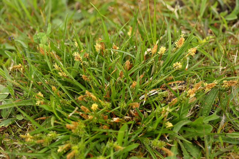Carex demissa_Groen star_26052017_Randboel_Hede_002.jpg