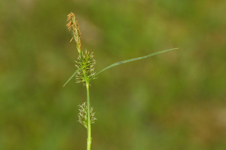 Carex demissa_Groen star_26052017_Randboel_Hede_007.jpg