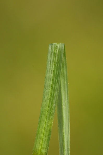 Carex demissa_Groen star_26052017_Randboel_Hede_015.jpg