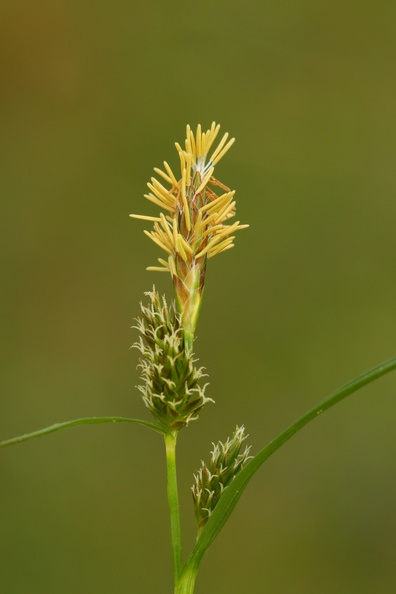 Carex demissa_Groen star_26052017_Randboel_Hede_017.jpg