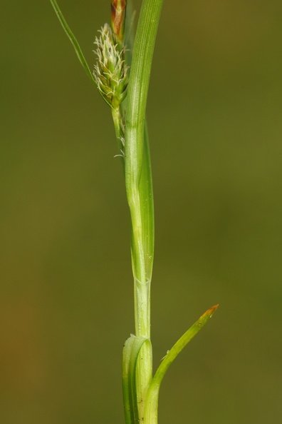 Carex demissa_Groen star_26052017_Randboel_Hede_020.jpg