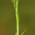 Carex demissa (Grøn star)
