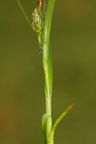 Carex demissa (Grøn star)