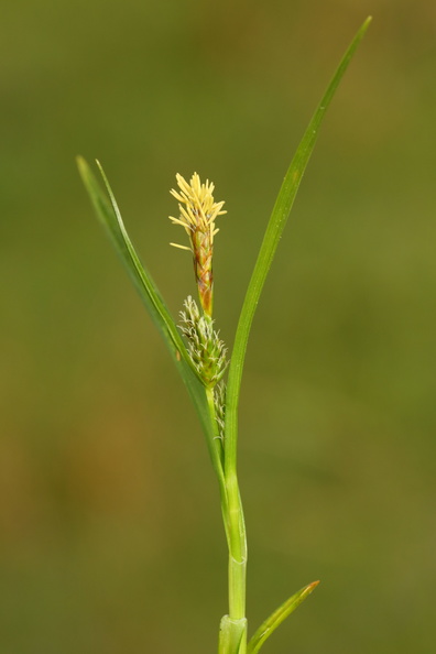 Carex demissa_Groen star_26052017_Randboel_Hede_021.jpg
