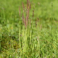 Holcus lanatus (Fløjlsgræs)