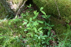 Lathyrus linifolius (Krat-Fladbælg)