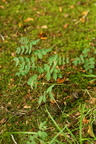 Lathyrus niger (Sort fladbælg)