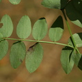 Lathyrus niger (Sort fladbælg)