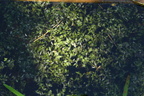 Lemna trisulca (Kors-andemad)