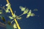 Lemna trisulca (Kors-andemad)