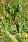 Leucanthemum vulgare (Hvid okseøje)