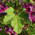 Malva sylvestris ssp. mauritiana (Stor katost)