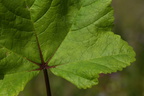 Malva sylvestris ssp. mauritiana (Stor katost)