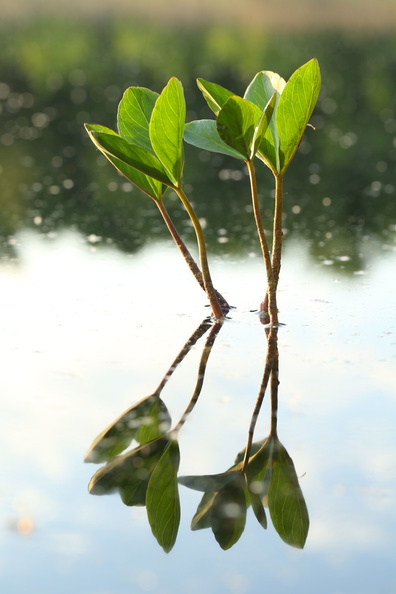 Menyanthes trifoliata_Bukkeblad_19052018_Lillesoe_Silkeborg_003.jpg