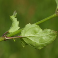 Mimulus guttatus (Åben abeblomst)