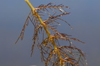 Myriophyllum spicatum (Aks-tusindblad)