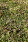 Pedicularis sylvatica (Mose-Troldurt)