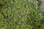 Pilosella officinarum (Håret høgeurt)