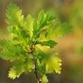 Quercus petraea (Vinter-eg)