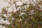 Jernspurv (Prunella modularis)