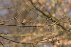 Rødhals (Erithacus rubecula)