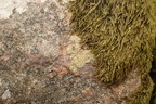 Lecanora orosthea (Grønskurvet kantskivelav)