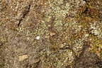Lichenomphalia hudsoniana (Thallus-lavhat)