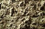 Pachyphiale carneola (Rødbrun gammelskovslav)